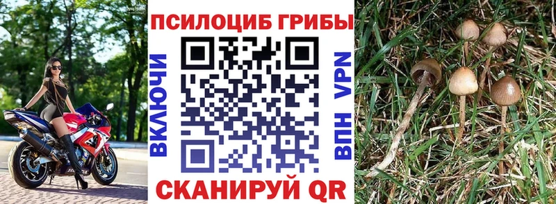 Псилоцибиновые грибы Psilocybe  Балабаново 